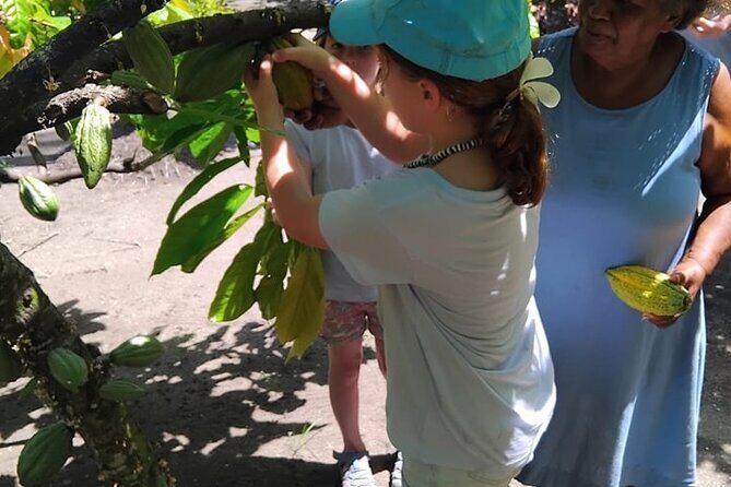 The Solomon Chocolate trail - Exploring the Solomon Chocolate Trail: A Complete Breakdown