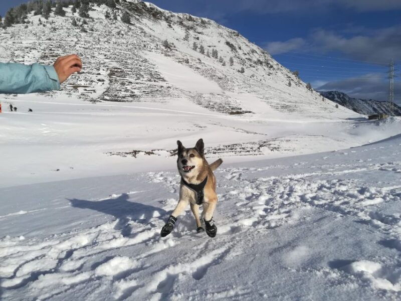 the-stripe-winter-springs-snowshoe-walk