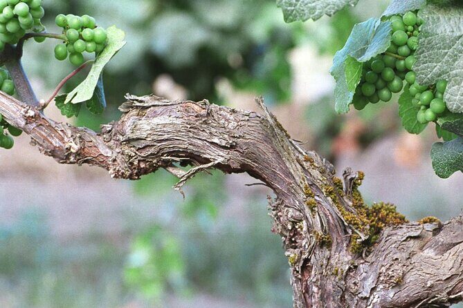 The Taste of Malta Artisan Wine Pairing - FAQ