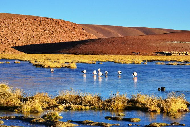 the-tatio-geysers-tour-from-san-pedro-de-atacama