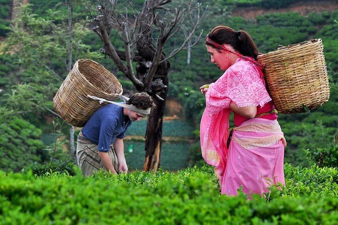 The Tea Hubs of Srilanka - Authentic Experiences and Hidden Gems
