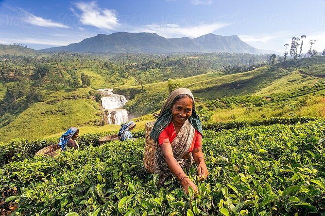 The Tea Hubs of Srilanka - Final Words: Is It Worth It?