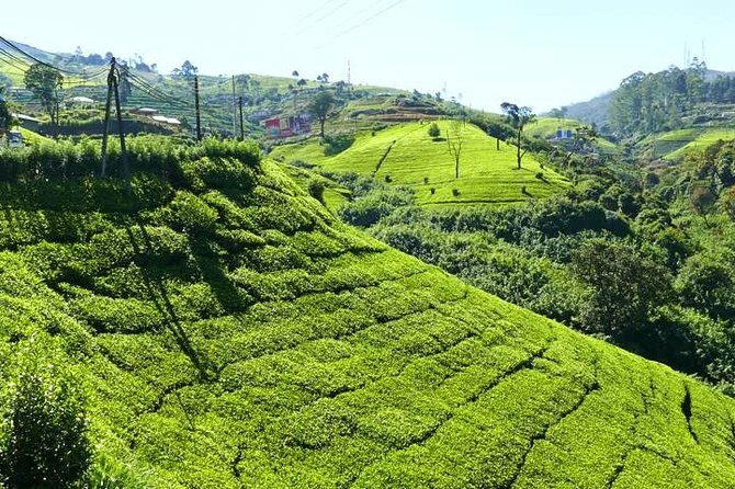The Tea Hubs of Srilanka - FAQ