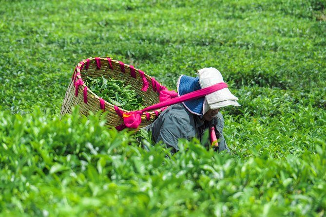 The Tea Story with Lunch - Key Points