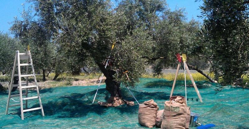 the-terra-creta-olive-oil-experience-tour