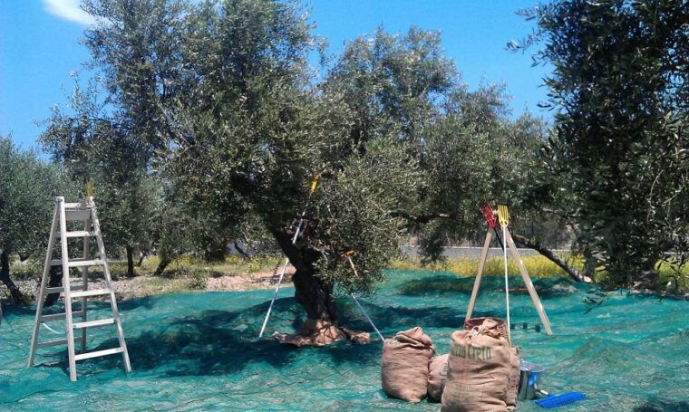 the-terra-creta-olive-oil-experience-tour