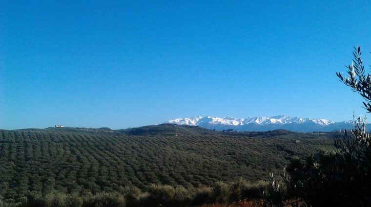 the-terra-creta-olive-oil-experience-tour