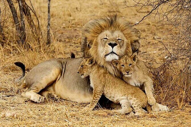 The Top Rated 6-Day Serengeti Budget Camping Safari in Tanzania - FAQ