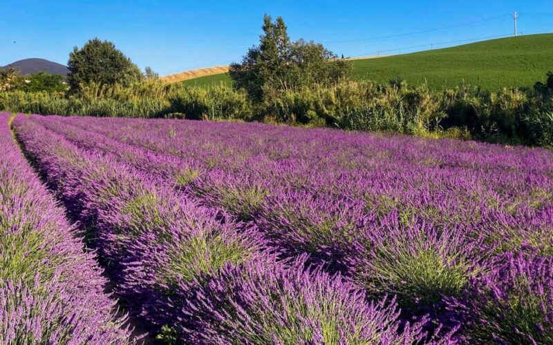 The Tuscan lavender field - Final thoughts
