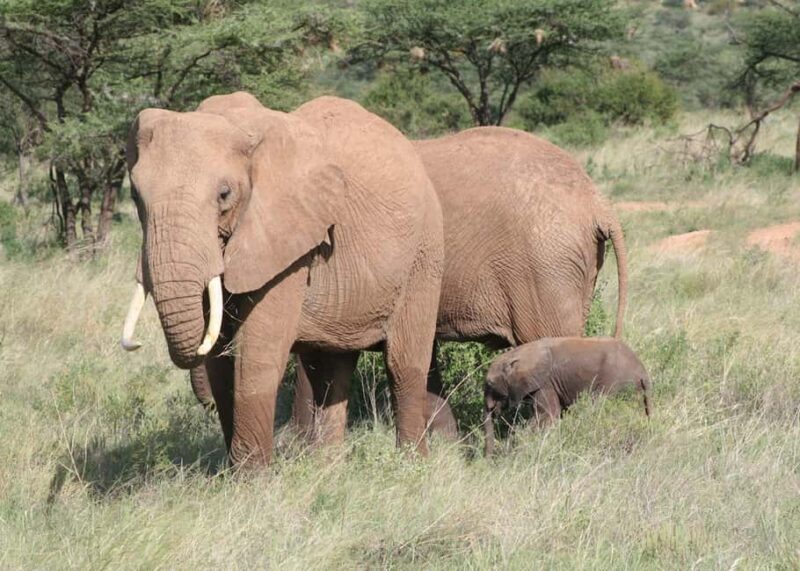 The Ultimate 7 Days : Discover Tsavo, Amboseli & Masai Mara - Key Points