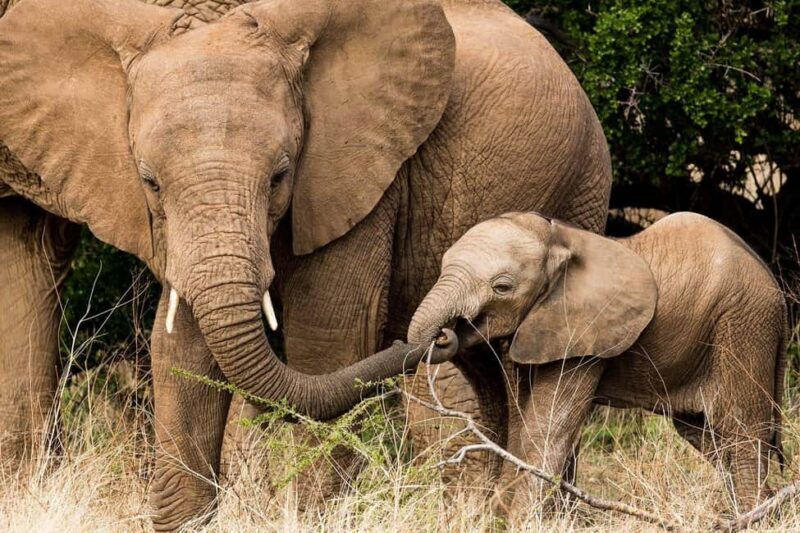 The Ultimate 7 Days : Discover Tsavo, Amboseli & Masai Mara - An Overview of the 7-Day Kenya Safari Adventure