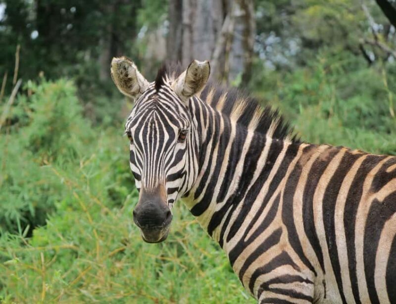 The Ultimate 7 Days : Discover Tsavo, Amboseli & Masai Mara - Who Is This Tour Best For?