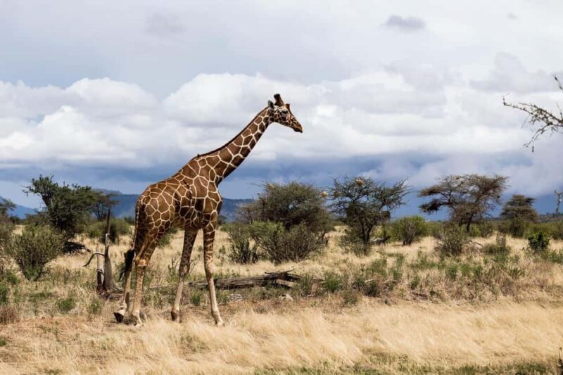The Ultimate 7 Days : Discover Tsavo, Amboseli & Masai Mara - Final Thoughts