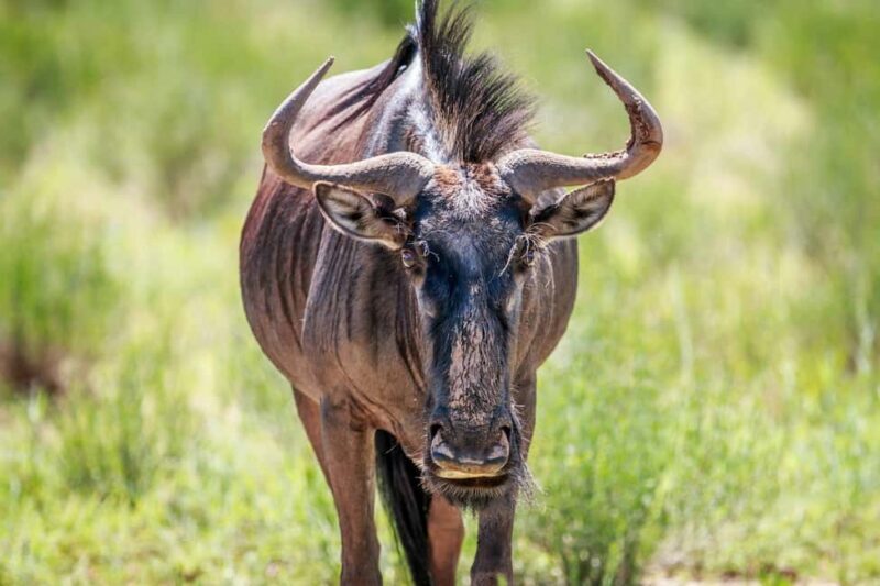 The Ultimate 7 Days : Discover Tsavo, Amboseli & Masai Mara - FAQ