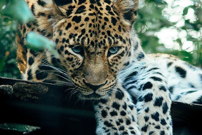The Ultimate Guide for 2-Day Tanzania Safari from Mwanza - Introduction: What to Expect from the 2-Day Tanzania Safari