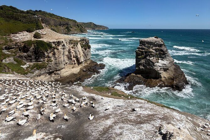 The Ultimate Muriwai Gannet Colony Experience Private Tour - Key Points