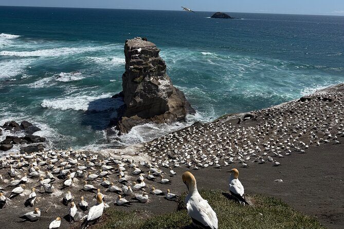 The Ultimate Muriwai Gannet Colony Experience Private Tour - Practical Details and Tips