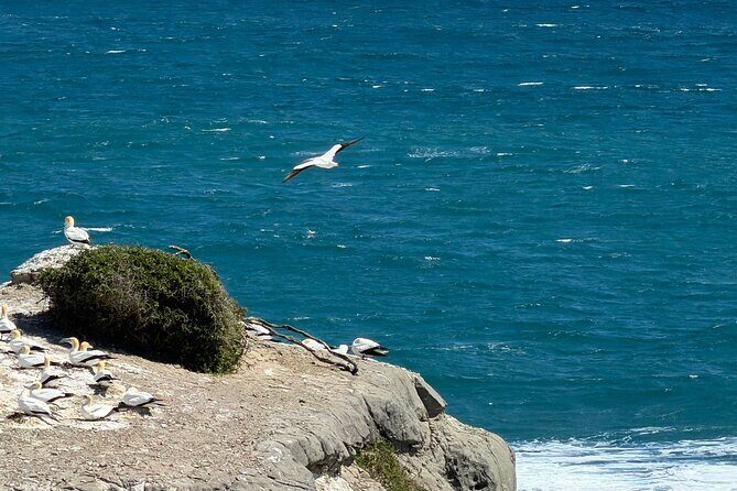 The Ultimate Muriwai Gannet Colony Experience Private Tour - FAQ