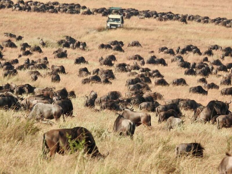 The Ultimate Tanzania Luxury Safari (All Inclusive Tour) - An Authentic and Luxurious Tanzanian Adventure