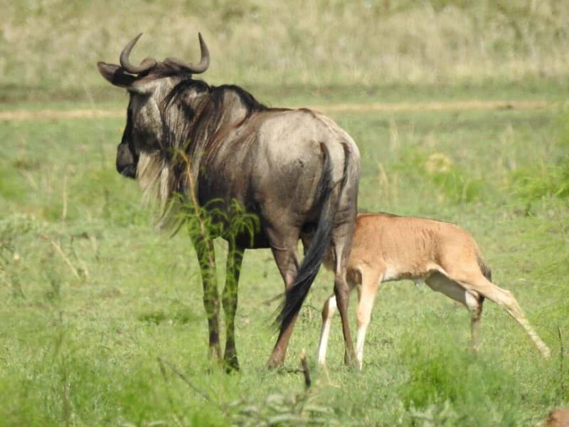 The Ultimate Tanzania Luxury Safari (All Inclusive Tour) - FAQ