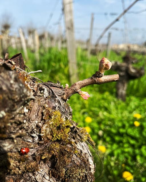 the-vertical-at-chateau-cruzeau
