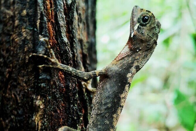 The village crossing and forest hike to old waterfalls  Makandawa Rainforest - Exploring the Makandawa Rainforest Tour in Detail