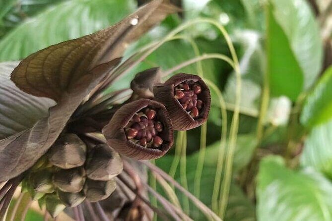 The village crossing and forest hike to old waterfalls  Makandawa Rainforest - What Reviewers Say