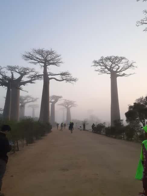 The west beauty of Madagascar: Tsingy and Baobab trees - Key Points