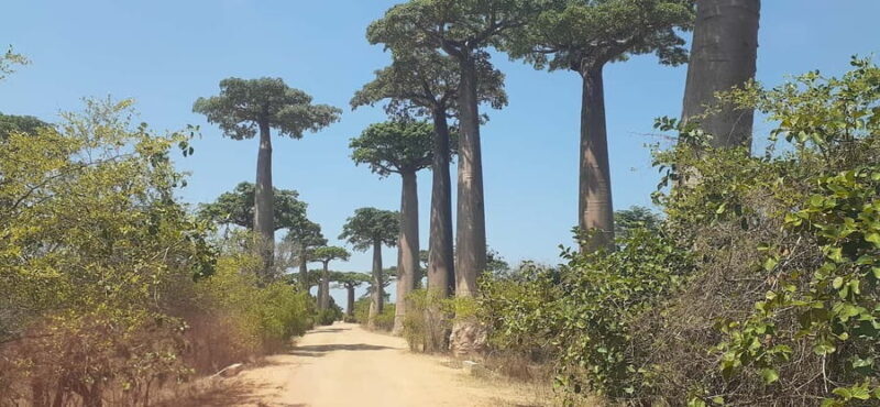 The west beauty of Madagascar: Tsingy and Baobab trees - Introduction and First Impressions