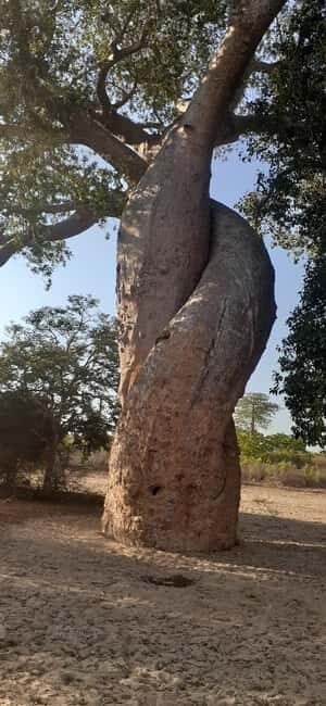 The west beauty of Madagascar: Tsingy and Baobab trees - Transportation and Logistics