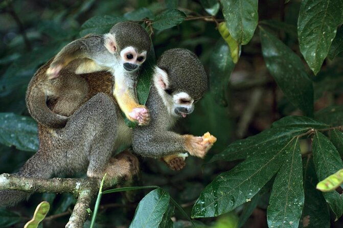 the-wild-adventure-4-days-green-wild-amazon-expedition