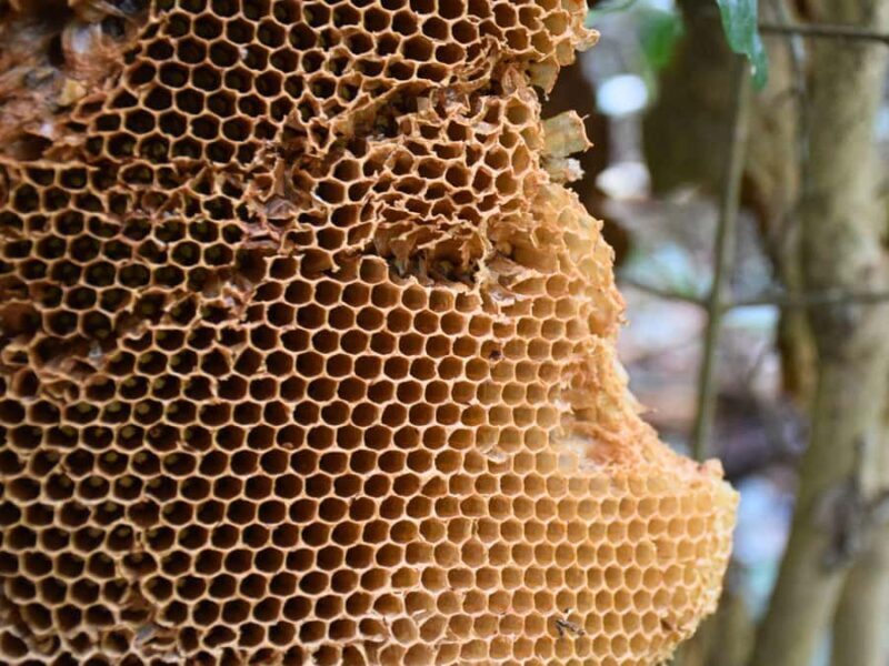 The Wilds: Khao Yai Trekking and Stargazing 2-Day Tour - FAQ