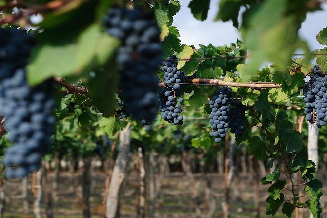 the-wine-route-from-san-juan