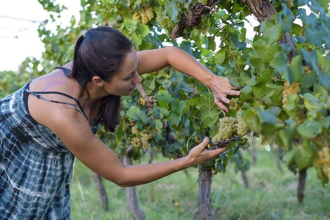 the-wine-route-from-san-juan