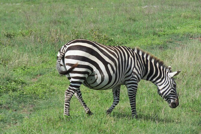 The World's Most Affordable 5-day Serengeti Budget Camping Safari - The Authentic 5-Day Serengeti Budget Safari: What Travelers Can Expect