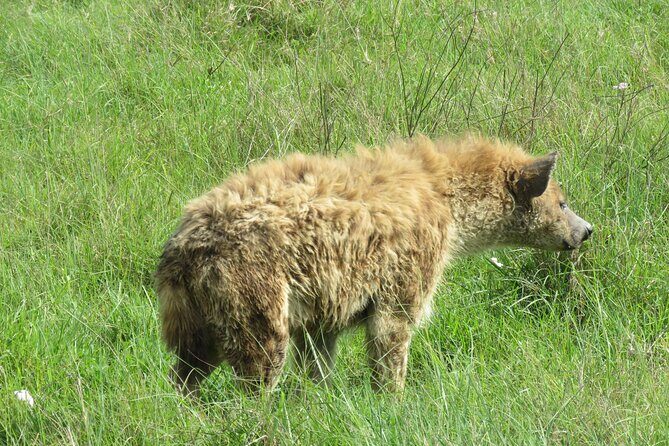 The World's Most Affordable 5-day Serengeti Budget Camping Safari - The Real Value of This Safari