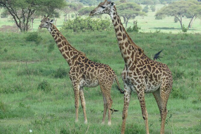The World's Most Affordable 5-day Serengeti Budget Camping Safari - Who Is This Tour Best Suited For?