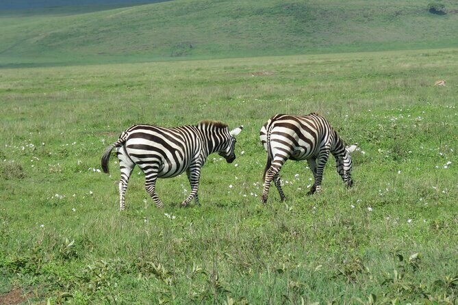 The World's Most Affordable 5-day Serengeti Budget Camping Safari - FAQs