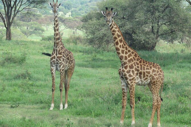 The World's Most Affordable 5-day Serengeti Budget Camping Safari - Final Thoughts