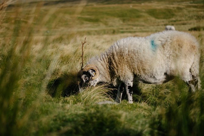 the-yorkshire-dales-tour-from-windermere