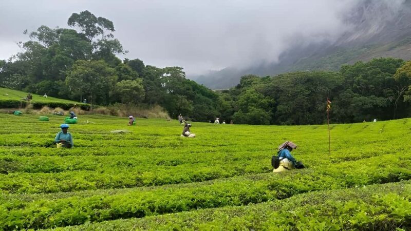 Thekkady Adventure: Off-Road Jeep Safari & Vagamon Tour - Who Is This Tour Best For?