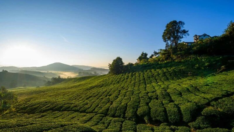 Thekkady: Vagamon Hill Station Day Trip with Breakfast - Key Points