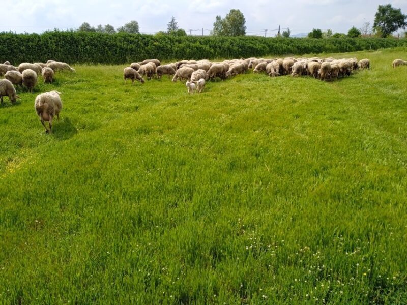 Thessaloniki: Private Greek Cooking Class and Meal at a Farm - FAQ