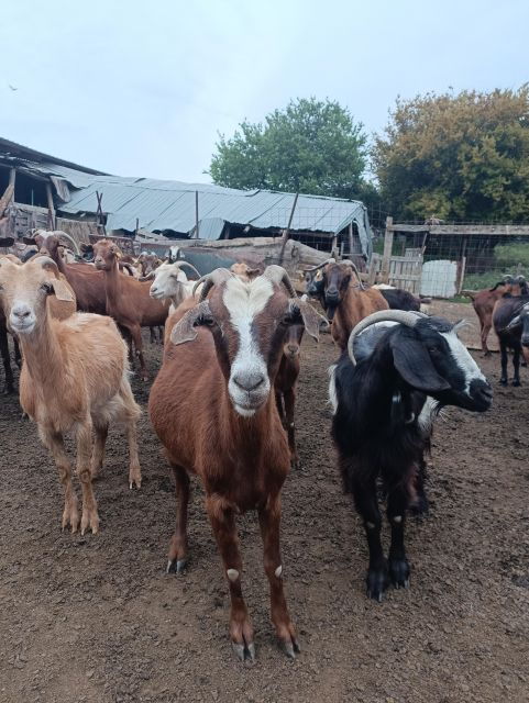 thessaloniki-visit-a-farm-and-a-traditional-village