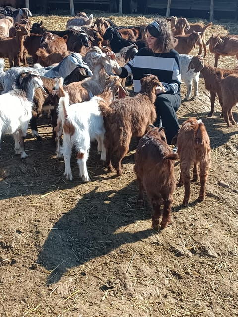 thessaloniki-visit-a-farm-and-a-traditional-village