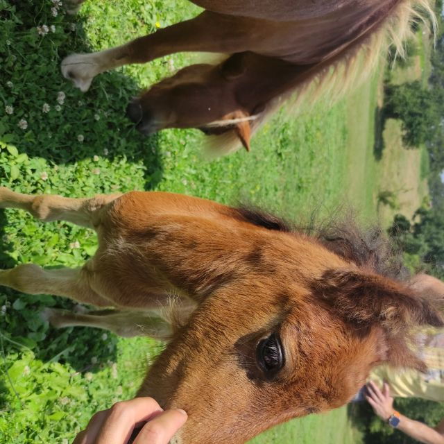 thessalonikihorse-riding-in-a-farm