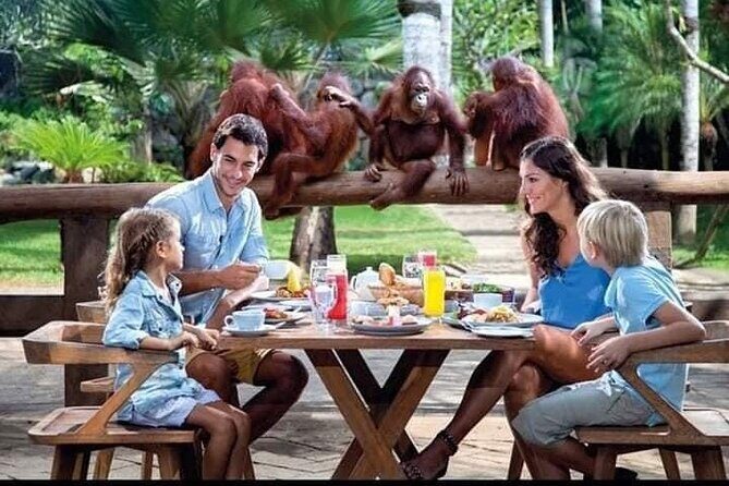 Things to do - Breakfast with Orang Utan - Key Points