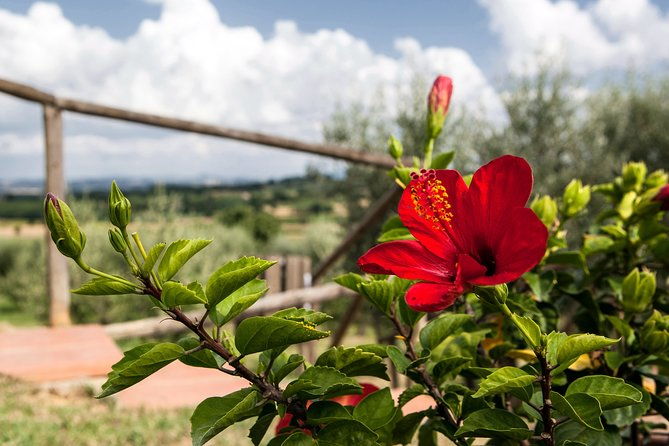 think-of-a-romantic-meal-in-the-olive-trees-shade-accompanied-by-tuscan-wines