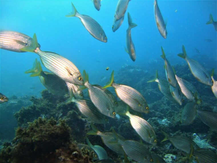 third-angra-do-heroismo-scuba-diving-tour-with-2-dives