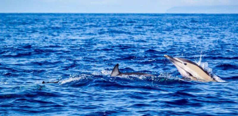 third-boat-tour-and-swimming-with-dolphins